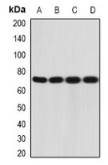 a03401 il12rb1 primary antiboties wb testing 1