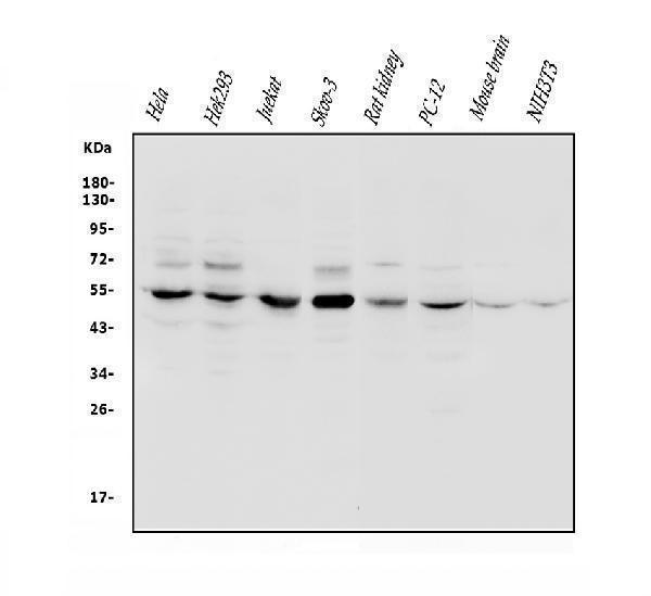 a03403 1 vps4b primary antibodies wb testing 1