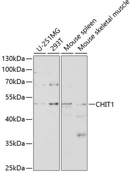 Western blot analysis of extracts of various cell lines, using CHIT1 antibody  at 1:1000 dilution