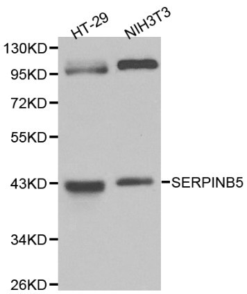 WesternBlot (WB) analysis of Maspin polyclonal antibody in extracts from HT-29 and NIH3T3 cells