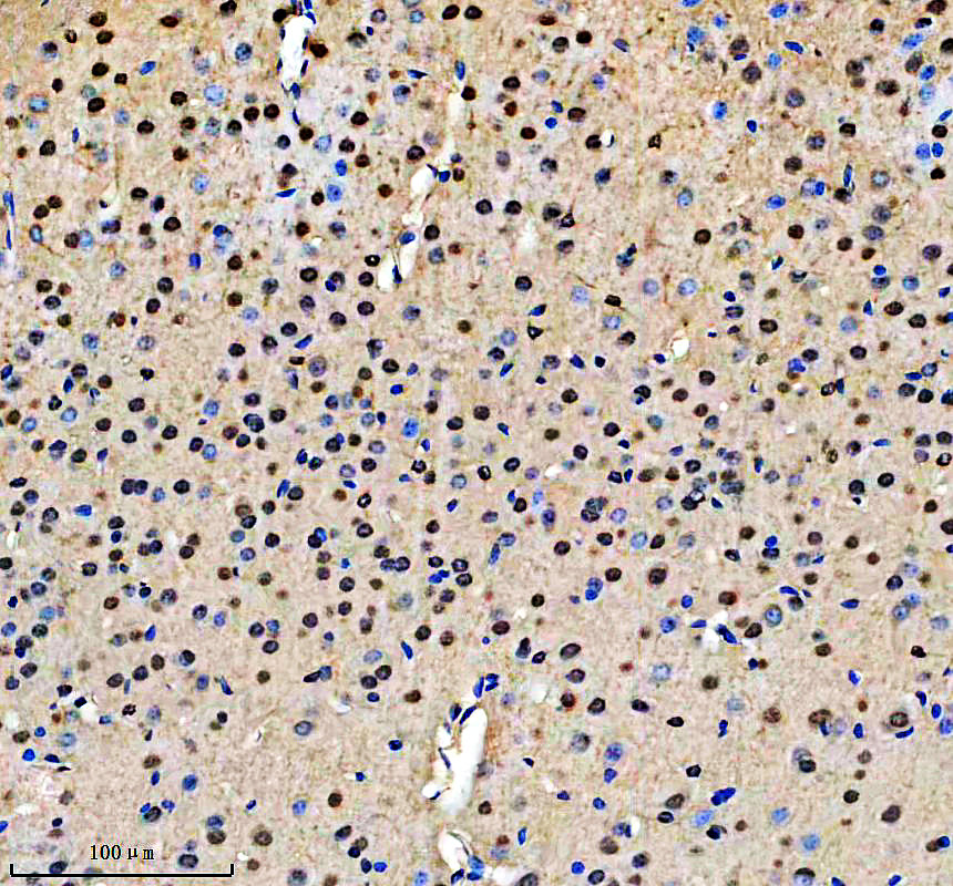 a03410 1 mpdz primary antibodies ihc testing 1