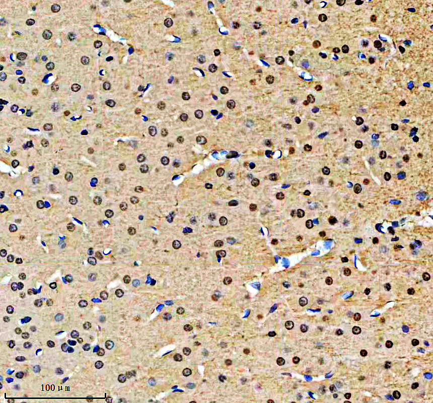 a03410 1 mpdz primary antibodies ihc testing 2
