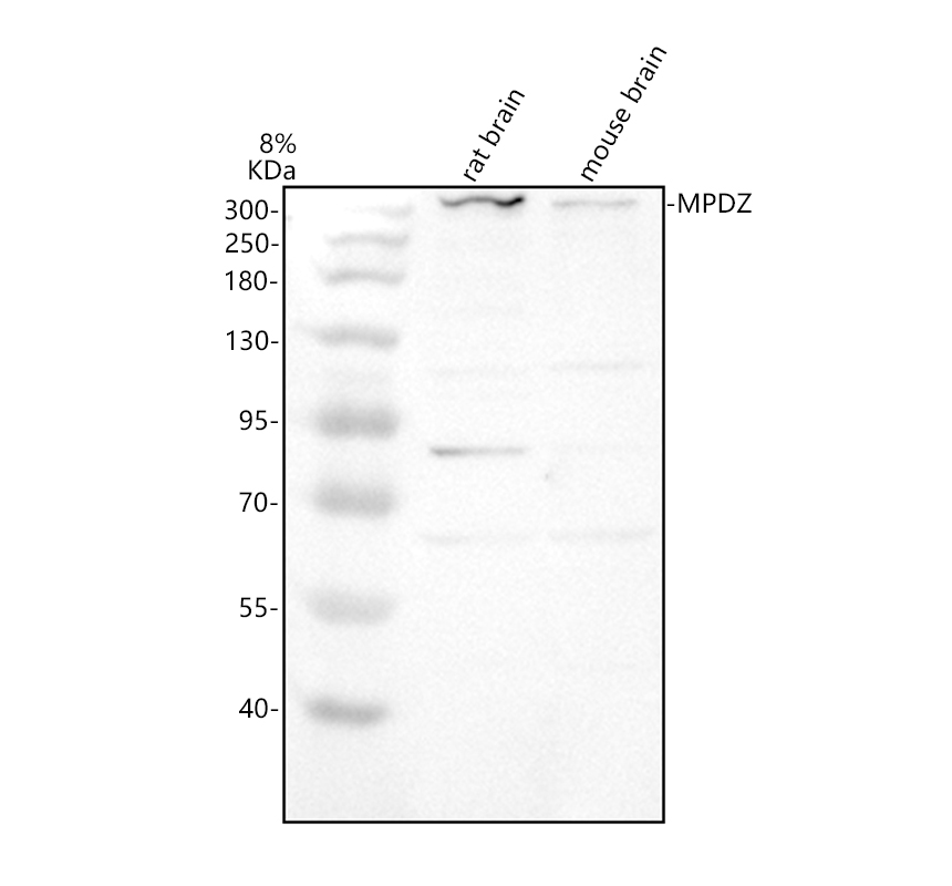 a03410 1 mpdz primary antibodies wb testing 1