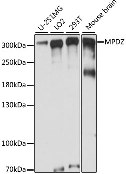 a03410 mpdz primary antiboties wb testing 1