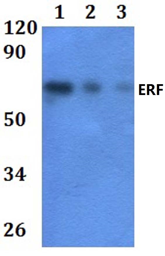 Western blot (WB) analysis of ERF polyclonal antibody at 1:500 dilution  
Lane1:HEK293T whole cell lysate  
Lane2:RAW264
