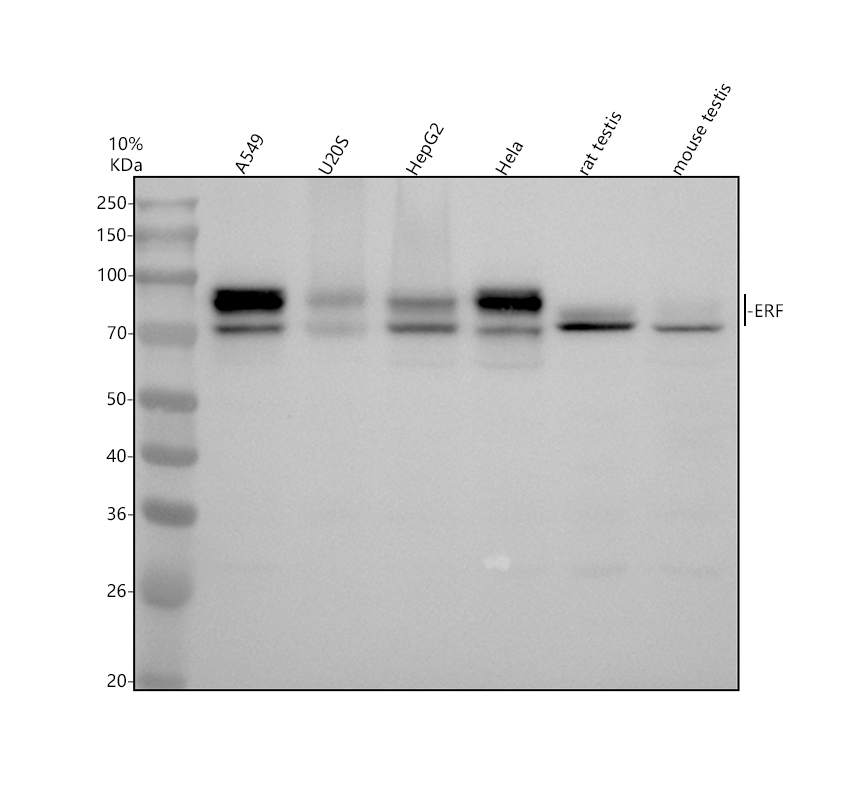 a03411 3 erf primary antibodies wb testing 1