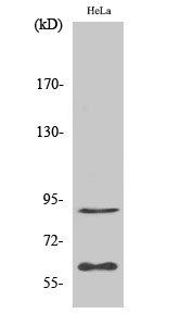 Western Blot analysis of HepG2 cells using ERF Polyclonal Antibody cells nucleus extracted by Minute TM Cytoplasmic and Nuclear Fractionation kit 