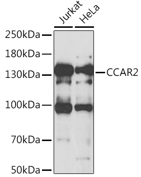 a03412 ccar2 primary antiboties wb testing 1