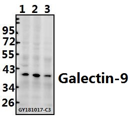 a03415 1 lgals9 primary antiboties wb testing 1