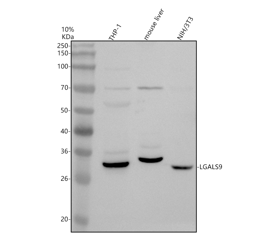 Western blot analysis of Galectin-9/LGALS9 using anti-Galectin-9/LGALS9 antibody (A03415-3)