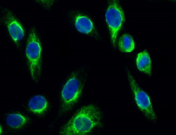 a03415 lgals9 primary antibodies if testing 2