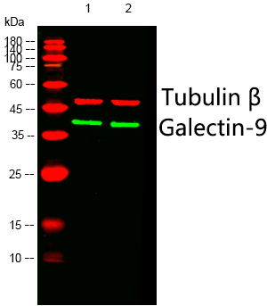 a03415 lgals9 primary antibodies wb testing 3