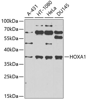Western blot analysis of extracts of various cell lines, using HOXA1 antibody at 1:1000 dilution