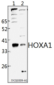 a03416 hoxa1 primary antiboties wb testing 1