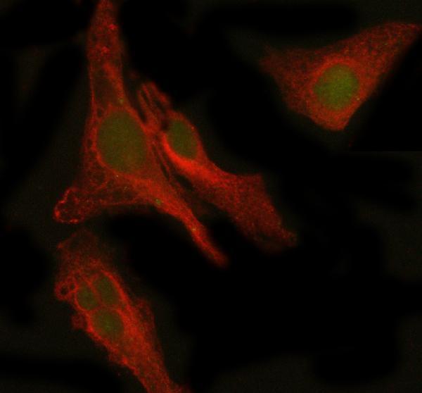  IF analysis of PEPD using anti-PEPD antibody (A03417-1) and anti-Beta Tubulin antibody (M01857-3)