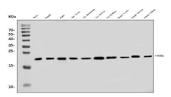 a03418 1 psmb5 primary antibodies wb testing 1
