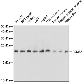 Western blot analysis of extracts of various cell lines, using PSMB5 antibody  at 1:1000 dilution