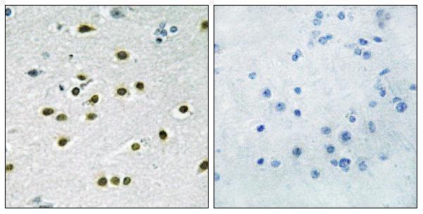 a03419 1 klf10 primary antibodies ihc testing 1