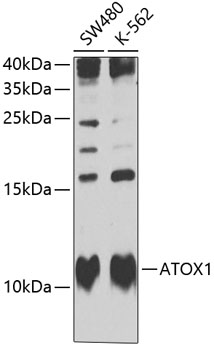 a03421 atox1 primary antiboties wb testing 1