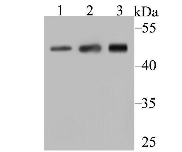 a03423 1 actr3 primary antiboties wb testing 1