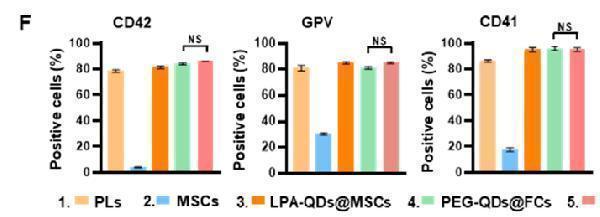 Western Blot analysis of Hela cells using CD42d Polyclonal Antibody
