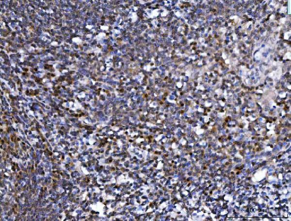 a03426 2 supt5h primary antibodies ihc testing 4