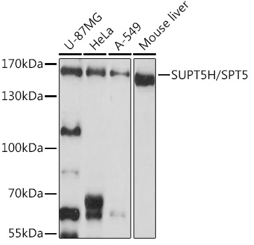 Western blot analysis of extracts of various cell lines, using SUPT5H/SPT5 antibody  at 1:1000 dilution