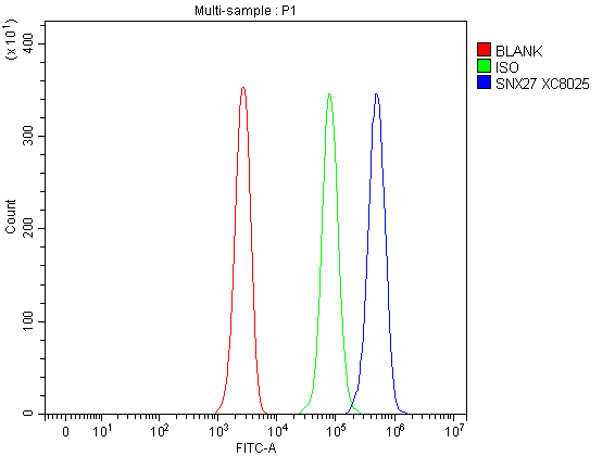 a03429 1 snx27 primary antibodies fcm testing 1