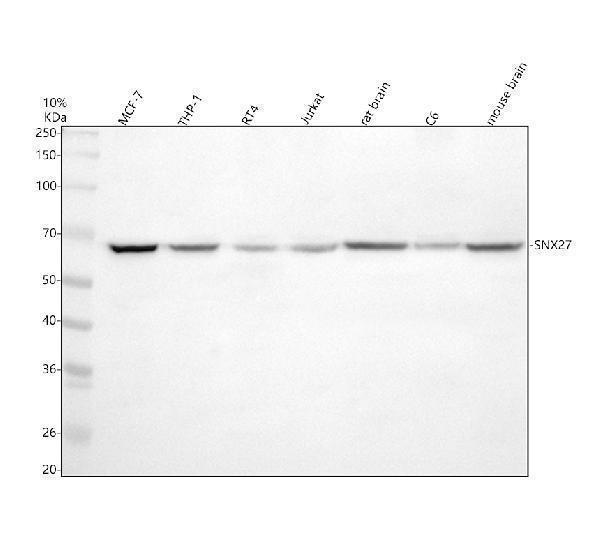 a03429 1 snx27 primary antibodies wb testing 1
