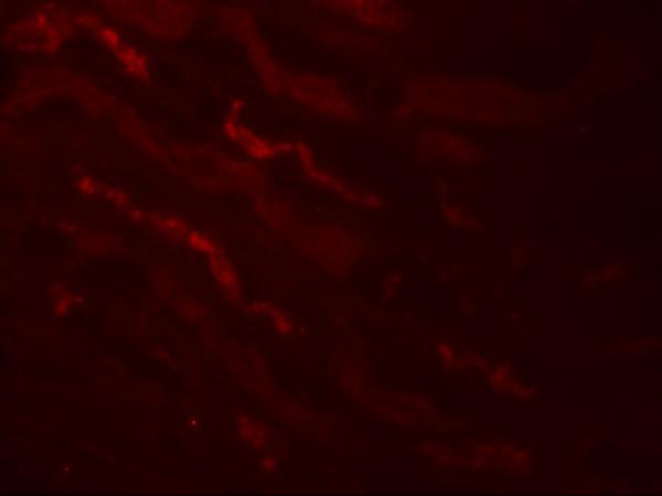 Immunofluorescence of KLK4 in human kidney tissue with KLK4 antibody at 20 μg/mL