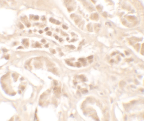 Immunohistochemistry of KLK4 in human kidney tissue with KLK4 antibody at 5 μg/mL