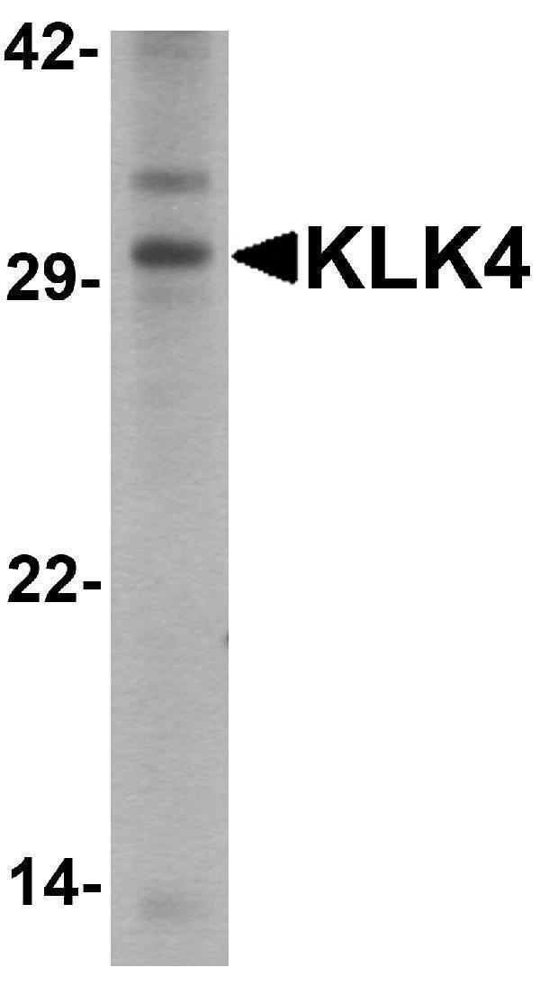 Western blot analysis of KLK4 in human kidney tissue lysate with KLK4 antibody at 1 μg/ml