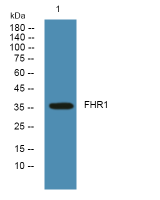 a03431 cfhr1 primary antibodies wb testing 1