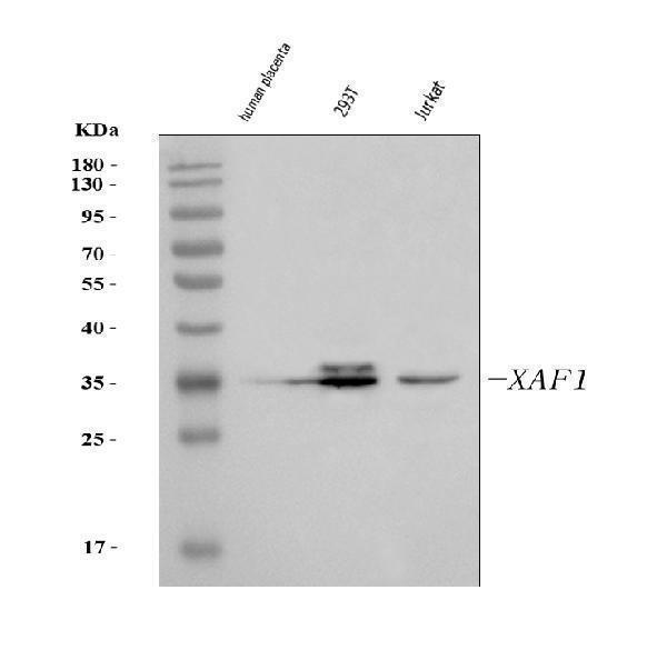  Western blot analysis of XAF1 using anti-XAF1 antibody (A03432-1)