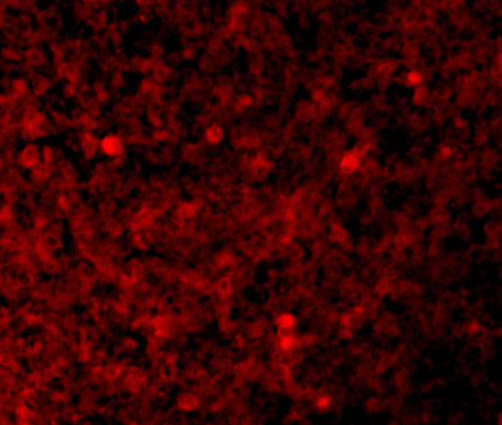 Immunofluorescence of XAF-1 in Human Spleen tissue with XAF-1 antibody at 10 μg/mL