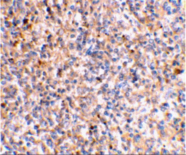 Immunohistochemical staining of human spleen tissue using XAF-1 antibody at 2 μg/mL