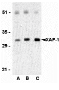 Western blot analysis of XAF-1 in human spleen lysate with XAF-1 antibody at (A) 0