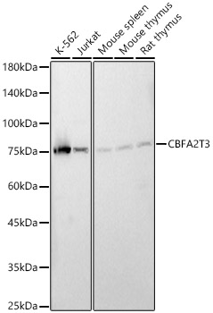 Western blot analysis of various lysates, using CBFA2T3 antibody  at 1:440 dilution