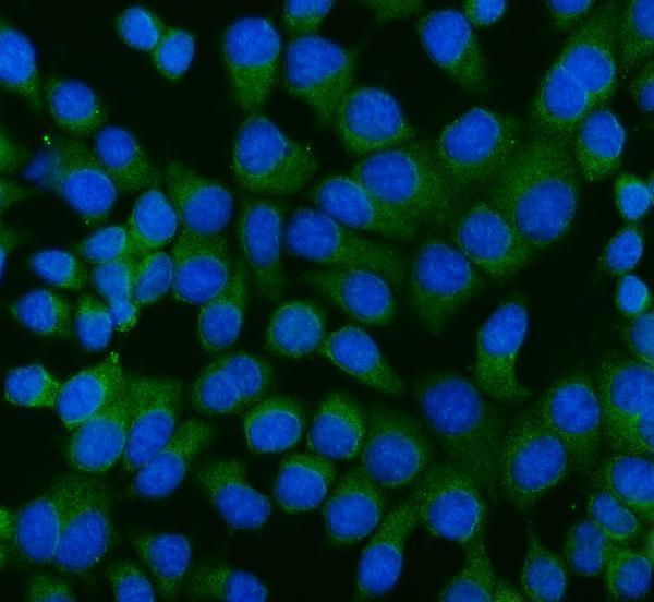 a03438 1 ager primary antibodies if testing 3