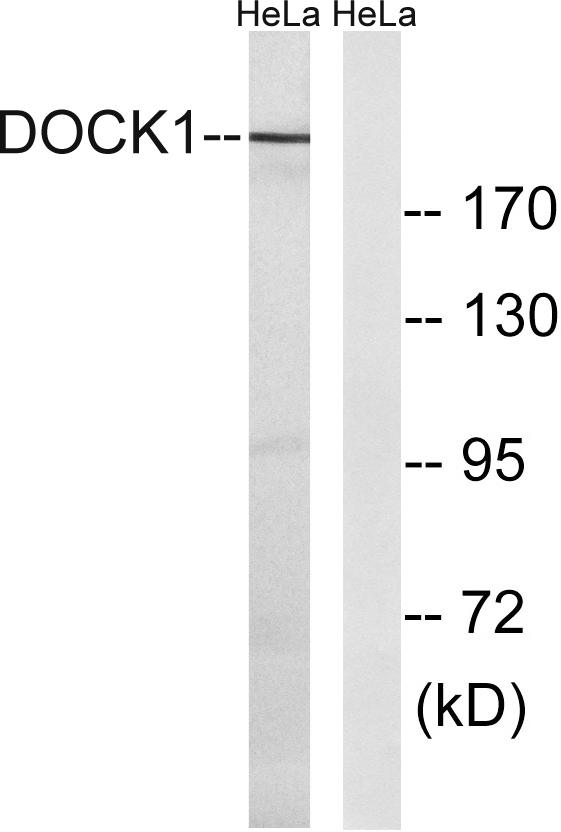 a03440 1 dock1 primary antibodies wb testing 1