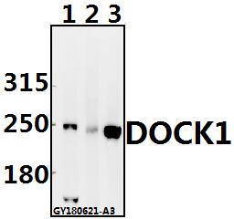 a03440 dock1 primary antiboties wb testing 1