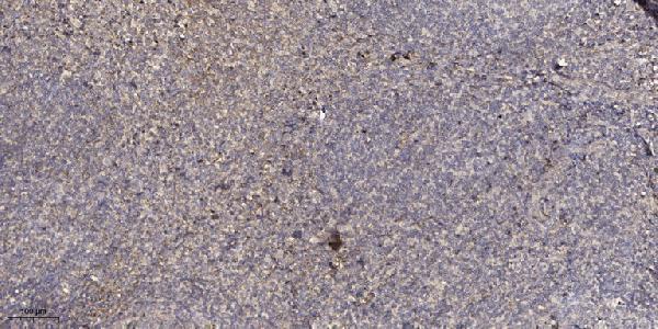 a03441 sftpb primary antibodies ihc testing 1