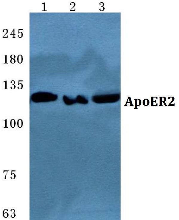 a03444 1 lrp8 primary antiboties wb testing 1