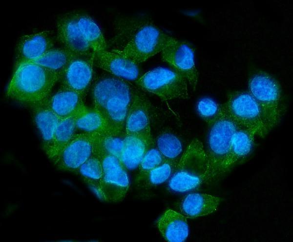a03444 2 lrp8 primary antibodies if testing 9