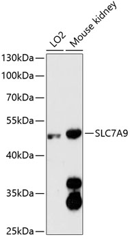 Western blot analysis of extracts of various cell lines, using SLC7A9 antibody  at 1:3000 dilution