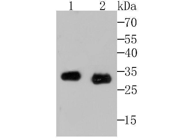Western blot analysis of Mast Cell Chymase on rat spleen and mouse spleen tissue lysates using anti-Mast Cell Chymase antibody at 1/500 dilution