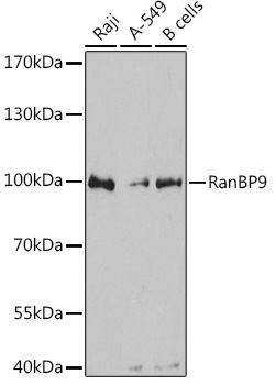 a03448 ranbp9 primary antiboties wb testing 1