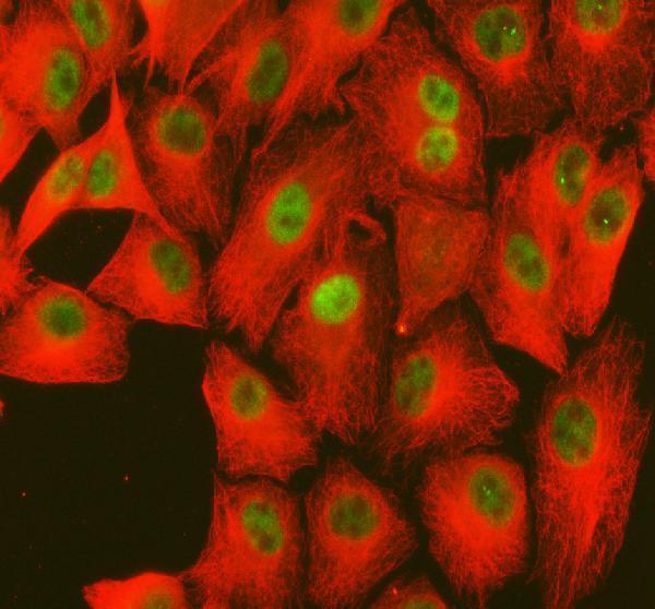 a03449 3 me1 primary antibodies if testing 1