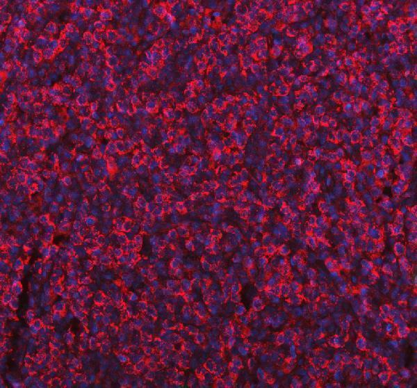 a03449 3 me1 primary antibodies if testing 2_1