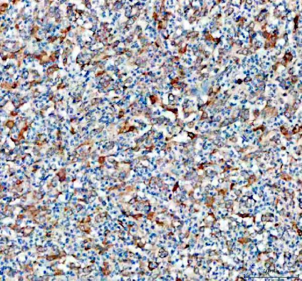 a03449 3 me1 primary antibodies ihc testing 1